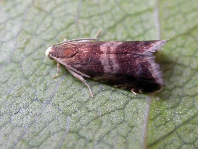 Strophedra nitidana
