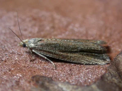 Bactra (Bactra) robustana