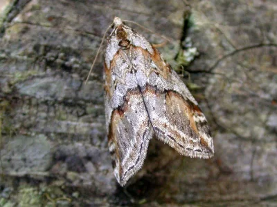 Chesias rufata scotica