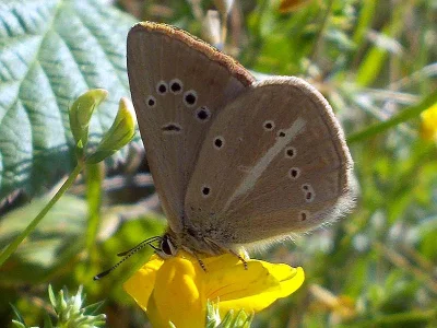 Polyommatus (Agrodiaetus) ripartii