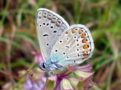 Polyommatus (Polyommatus) icarus