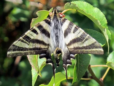 Iphiclides podalirius