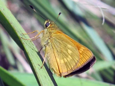 Ochlodes sylvanus