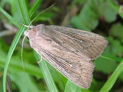 Leucania obsoleta