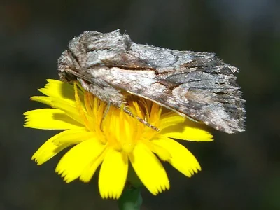 Chloantha hyperici