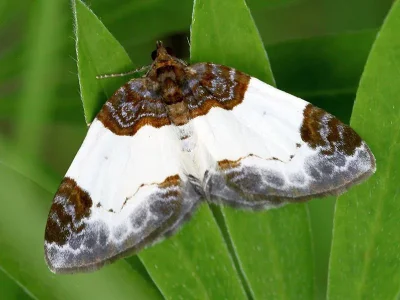 Mesoleuca albicillata