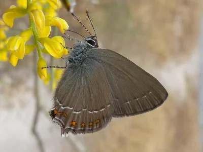 Satyrium (Nordmannia) esculi