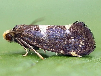Incurvaria oehlmanniella