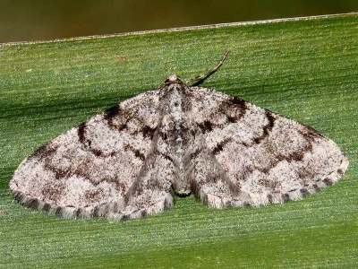 Aethalura punctulata