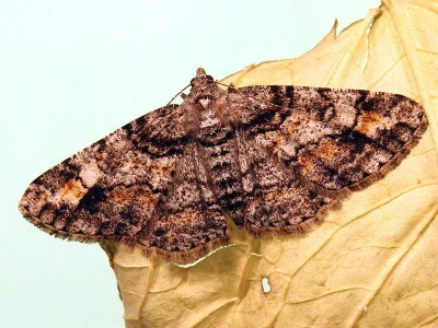 Cleora cinctaria