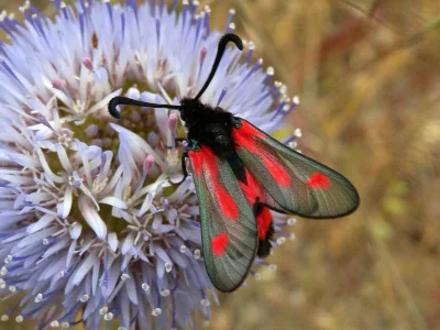 Zygaena (Mesembrynus) sarpedon
