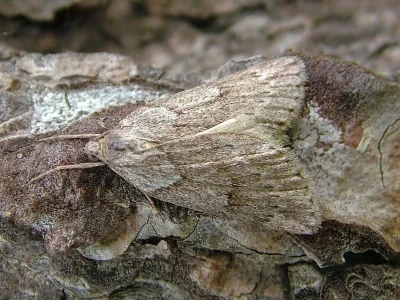 Pachycnemia hippocastanaria