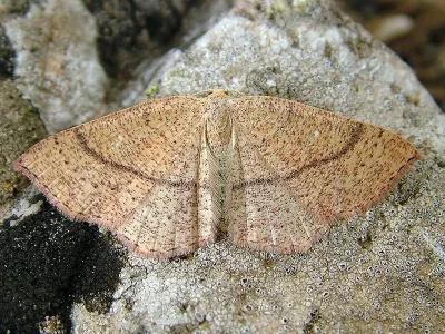 Cyclophora (Cyclophora) ruficiliaria