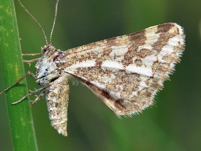 Narraga fasciolaria