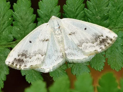 Lomographa temerata