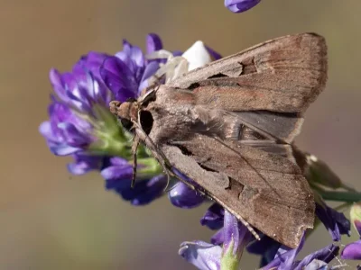 Dichagyris (Albocosta) flammatra