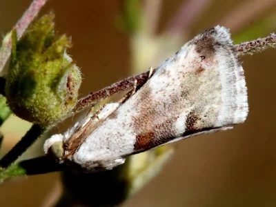 Eublemma (Eublemma) minutata
