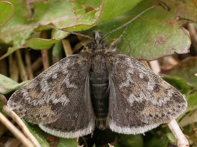 Metaxmeste phrygialis