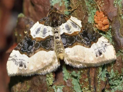 Cosmorhoe ocellata
