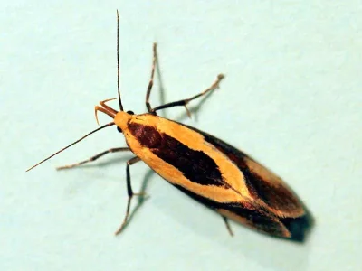 Harpella forficella