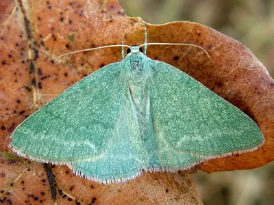 Pseudoterpna pruinata