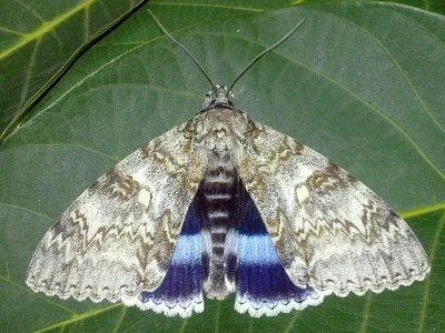 Catocala fraxini
