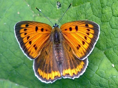 Lycaena (Thersamolycaena) dispar
