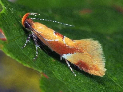 Epicallima formosella