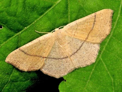 Cyclophora (Codonia) suppunctaria
