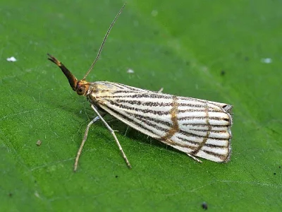 Chrysocrambus linetella