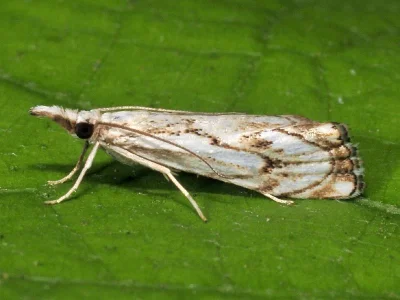 Catoptria falsella