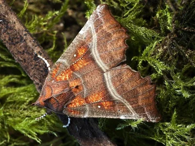 Scoliopteryx libatrix