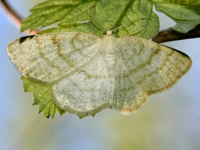 Cabera exanthemata