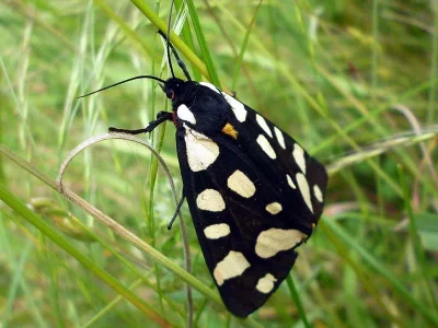 Arctia villica