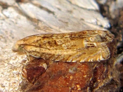 Eucosma aemulana