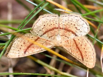 Cyclophora (Codonia) punctaria
