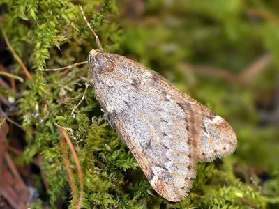 Alsophila aescularia