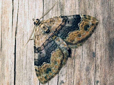 Xanthorhoe quadrifasiata