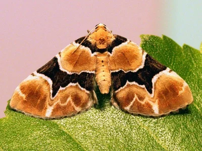 Gagitodes sagittata