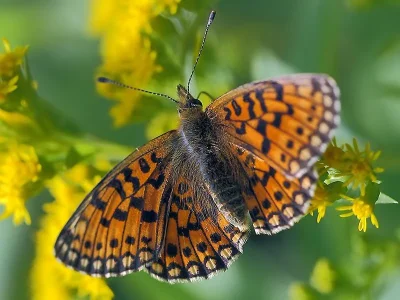 Boloria (Clossiana) selene