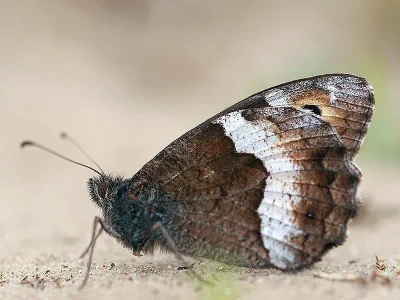 Hipparchia (Hipparchia) alcyone