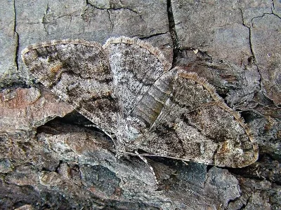 Cleora cinctaria