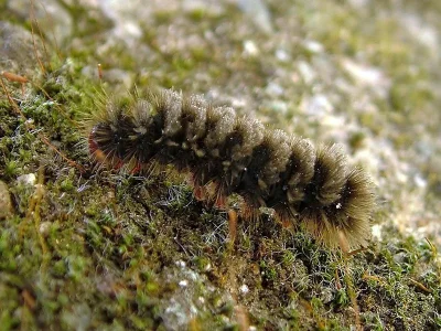 Amata (Syntomis) ragazzii