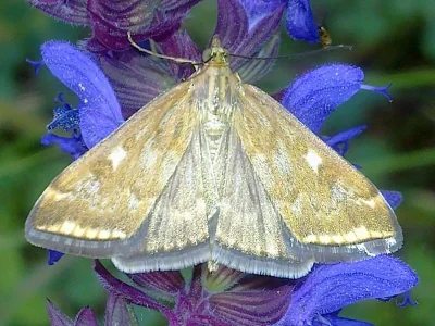 Loxostege sticticalis