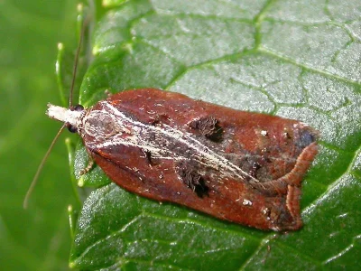 Acleris cristana