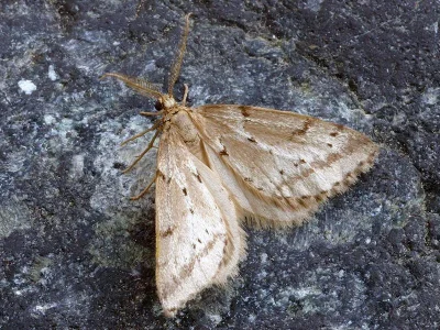 Eumannia oranaria