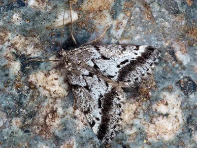 Eumannia oranaria