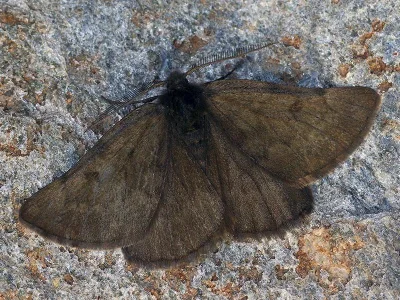 Sciadia tenebraria
