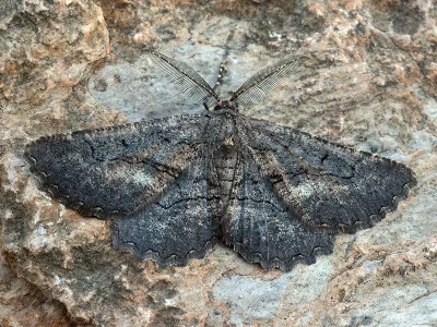 Nychiodes notarioi