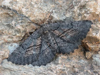 Nychiodes notarioi